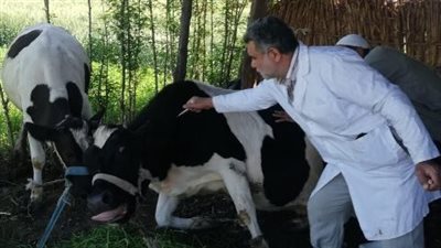  تحصين 419 ألف رأس ماشية من الحمى القلاعية والوادي المتصدع بالشرقية