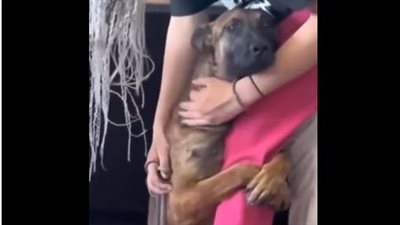 كلب يبكي ويتوسل لفتاة لتتبناه.. فيديو