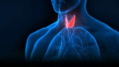 أنواع الغدد الصماء.. الصنوبرية أبرزها