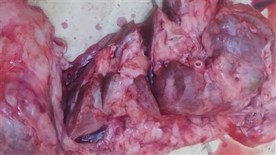 بعد ضبط كميات كبيرة.. علامات تدل على فساد اللحوم المصنعة 