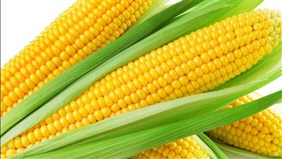 أسعار الذرة صباح اليوم الأربعاء في الأسواق المصرية.. 