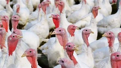 أسعار الدواجن واللحوم اليوم الخميس 24 أغسطس بأسواق الفيوم 