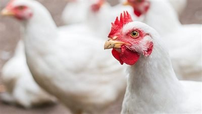 أسعار الدواجن صباح اليوم الخميس بالمزرعة