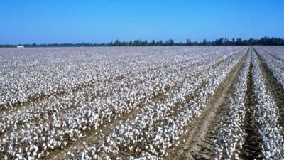توصيات مهمة لمزارعي محصول القطن