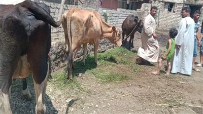 بني سويف: تحصين 104 آلاف رأس ماشية ضد الحمى القلاعية 