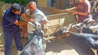 معهد التناسليات الحيوانية يقدم خدمات العلاج والفحص لأكثر من 8700 رأس ماشية 