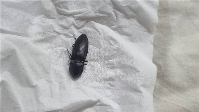 حفلة على حشرة فرقع لوز.. سيدة تسأل عن اسمها ونشطاء يروون ذكرياتهم