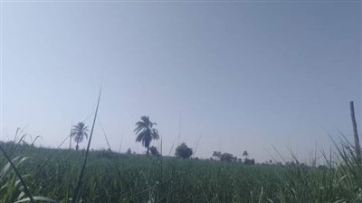  العظمى ٤٣ درجة الحرارة اليوم الجمعة ٢٥_٨_٢٠بقنا