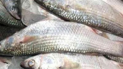 السمك بـ40 جنيهًا.. أسعار الأسماك اليوم السبت بالمنيا 