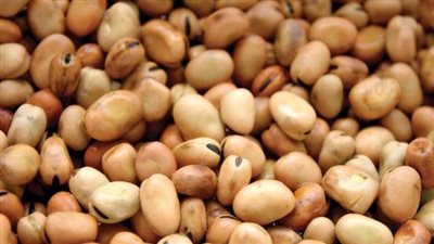 أسعار الفول صباح اليوم الأحد في الأسواق ولدى التجار.. طن المستورد بكام