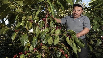 نجاح زراعة البن في مصر.. فيديو