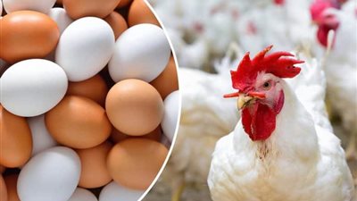 موعد انخفاض أسعار الدواجن والبيض ونسبته (فيديو)