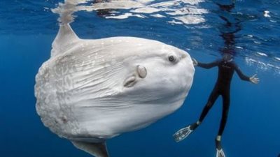 القومي لعلوم البحار: ظهور سمكة “مولا مولا” نادر ووزنها يصل إلى طن