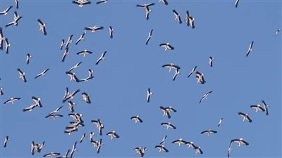 أعداد كبيرة من الطيور المهاجرة تعبر سيناء قادمة من أوروبا 