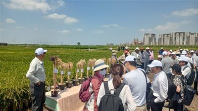 ورشة عمل عن محصول الأرز بمحطة بحوث سخا بكفر الشيخ   