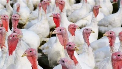 أسعار الدواجن واللحوم اليوم الخميس 31 أغسطس بالفيوم 