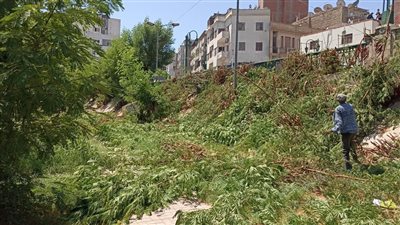 حملة لتقليم الأشجار وتحسين البيئة في حي شرق أسيوط