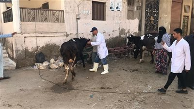  الكشف البيطري على 660 رأس ماشية في قافلة بيطرية بكفر الشيخ