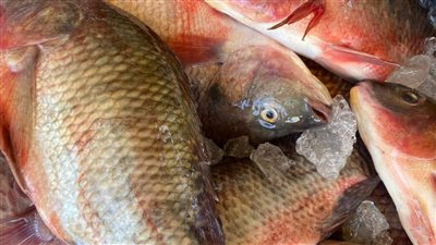 أسعار الأسماك اليوم السبت بالفيوم 