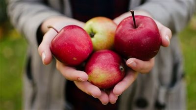 تناول لب التفاح له تأثير إيجابي على عمل الجهاز الهضمي