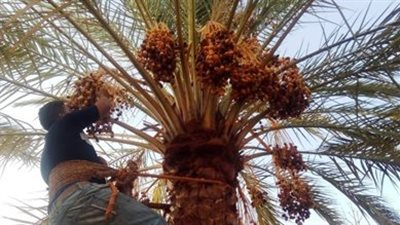 الوادي الجديد تبدأ شراء التمور من المزارعين 