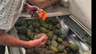 ضبط 3 أطنان مانجو و14 طن ملح طعام فاسد بالبحيرة 