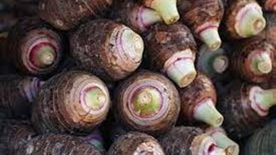 القلقاس بـ30 جنيهًا.. تعرف على أسعار الخضروات بالمنيا 