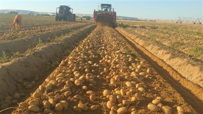 أبرز أنشطة مشروع مكافحة وحصر العفن البني في البطاطس خلال أغسطس