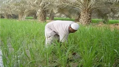 بـ 10 آلاف.. تفاصيل برنامج 