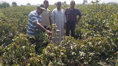 ندوة إرشادية عن محصول القطن بأنشاص البصل بالزقازيق