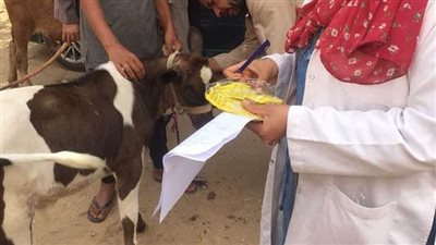 بيطرى قوص يحصن 7015 رأس ماشية