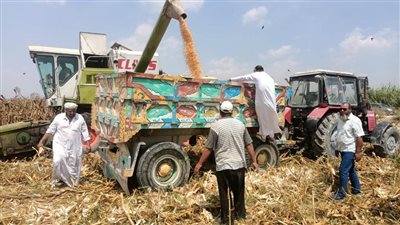 بدء حصاد 153 ألف فدان ذرة تابعة لاستصلاح الأراضي على مستوى الجمهورية 