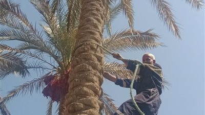 حصاد البلح بالقليوبية.. أكل البلح حلو لكن النخل عالى 