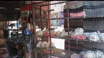 انخفاض في أسعار اللحوم البيضاء بأسواق قنا اليوم الخميس