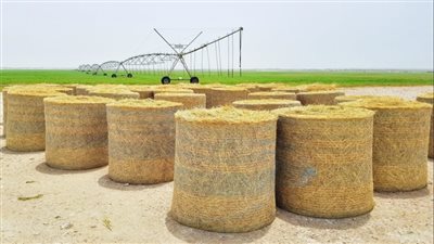 بعد التراجع.. أسعار الأعلاف وخاماتها اليوم الخميس في الأسواق