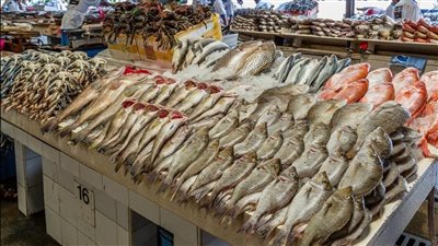 قشر البياض بـ100 جنيه.. أسعار الأسماك اليوم الجمعة بالأسواق