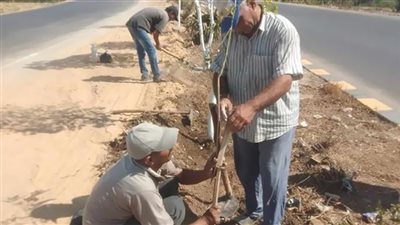 زراعة أشجار مثمرة وزينة بمراكز المنيا 