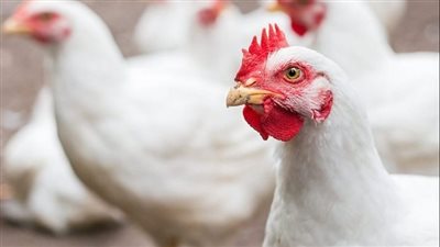 أسعار الدواجن اليوم الجمعة في الأسواق المصرية.. الفراخ البيضة بكام