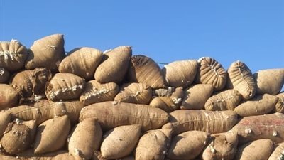 قطاع الأعمال: بدء عمل منظومة تداول الأقطان بالوجه القبلي.. وفتح 27 مركزًا للتجميع