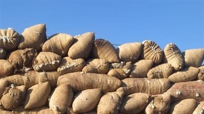  بدء عمل منظومة تداول الأقطان بالوجه القبلي