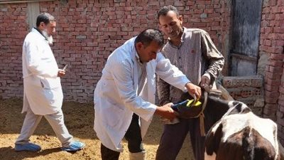 تحصين 511 ألف رأس ماشية من الحمى القلاعية والوادي المتصدع بالشرقية