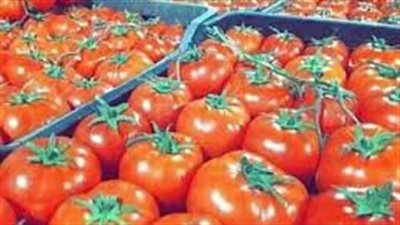 الطماطم  بــ 20 جنيهًا  .. تعرف على أسعار الخضروات  بالمنيا 
