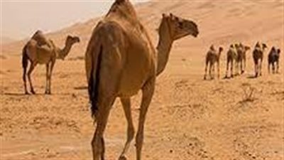 جهود حكومية للنهوض بالثروة الحيوانية.. تحسين السلالات والتلقيح الصناعي الأبرز