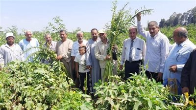 زراعة الشرقية تُنظم يوم حصاد لمحصول السمسم المحمل علي القطن بديرب نجم