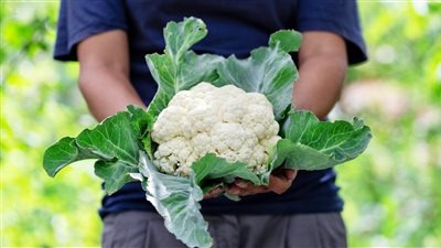 مكافح للسرطان.. فوائد القرنبيط وتأثيره على جسمك