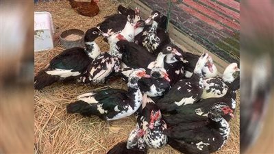 مصرع لص البط على يد الأهالي بالدقهلية