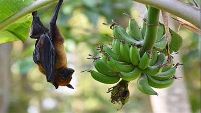 ماذا تعرف عن فيروس نيباه المنتشر في الهند؟