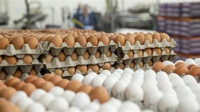 ارتفاع البيض .. أسعار كرتونة البيض اليوم الأربعاء في المزرعة