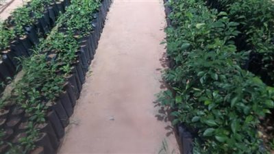  ترخيص أول مشتل لمعهد البساتين في انتاج الشتلات المعتمدة عالية الجودة