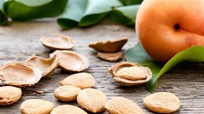 بذور المشمش.. دور مهم في علاج السرطان